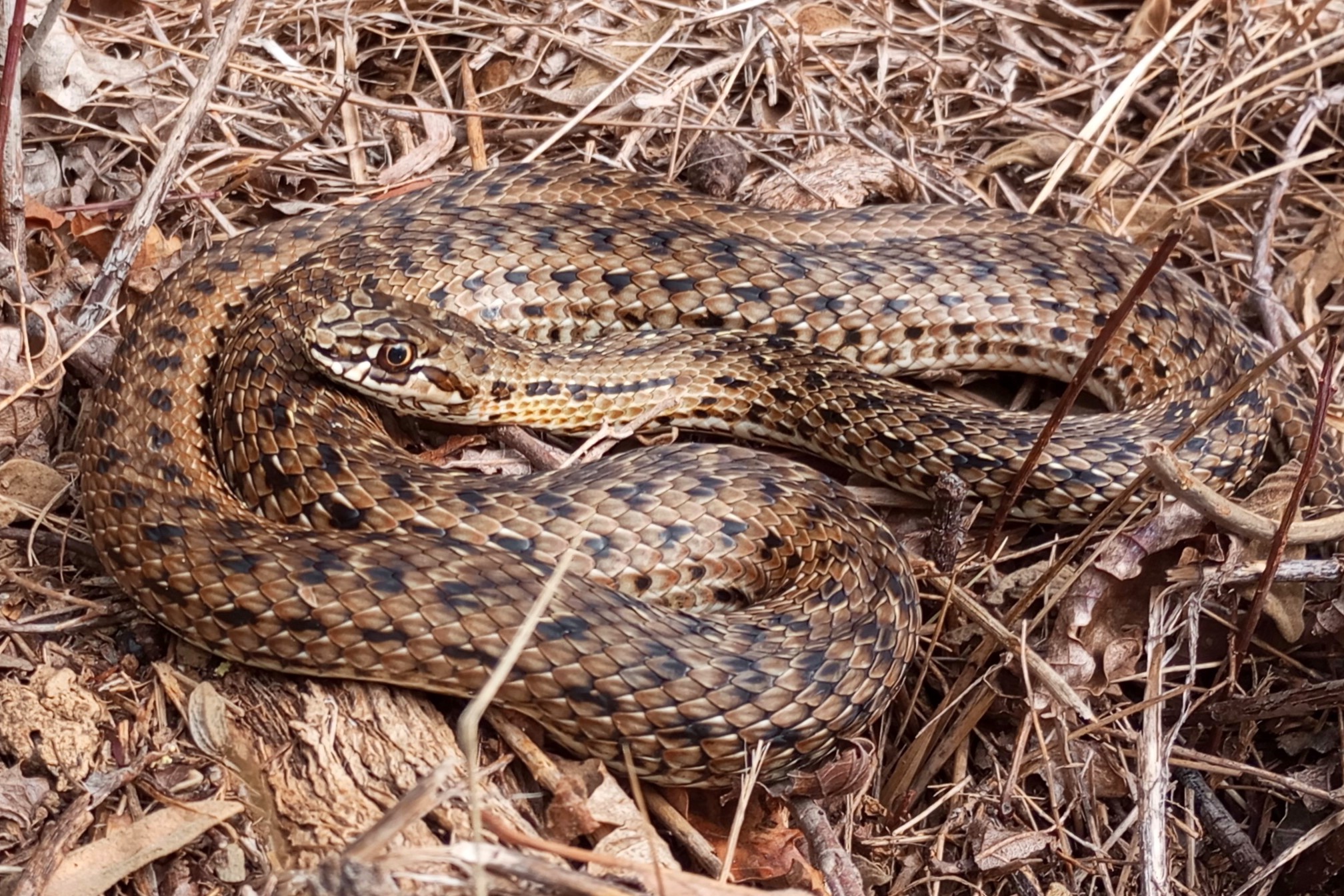 Thumbnail 8 Malpolon monspessulanus