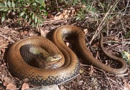 Malpolon monspessulanus