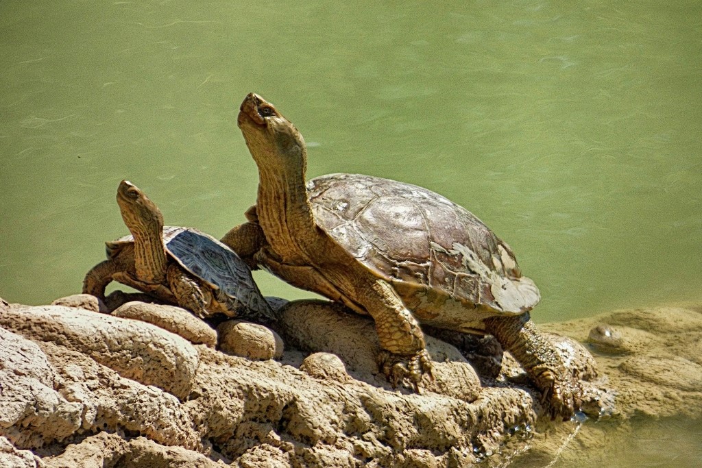 Thumbnail 2 Mauremys leprosa