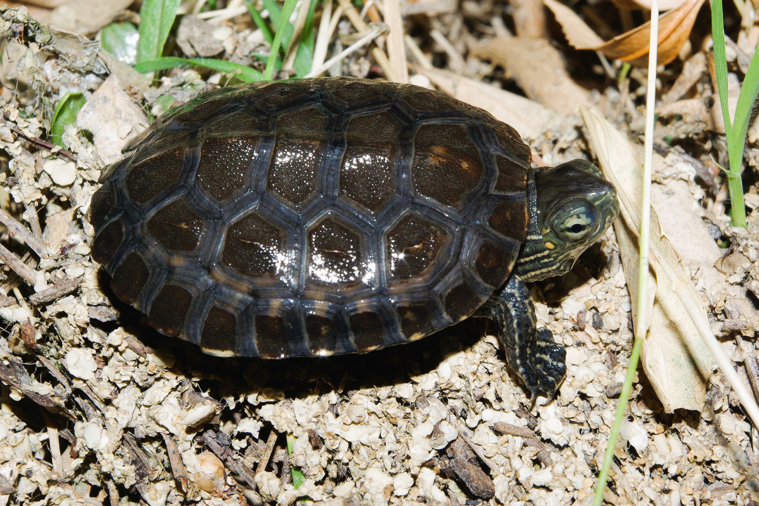 Thumbnail 3 Mauremys leprosa