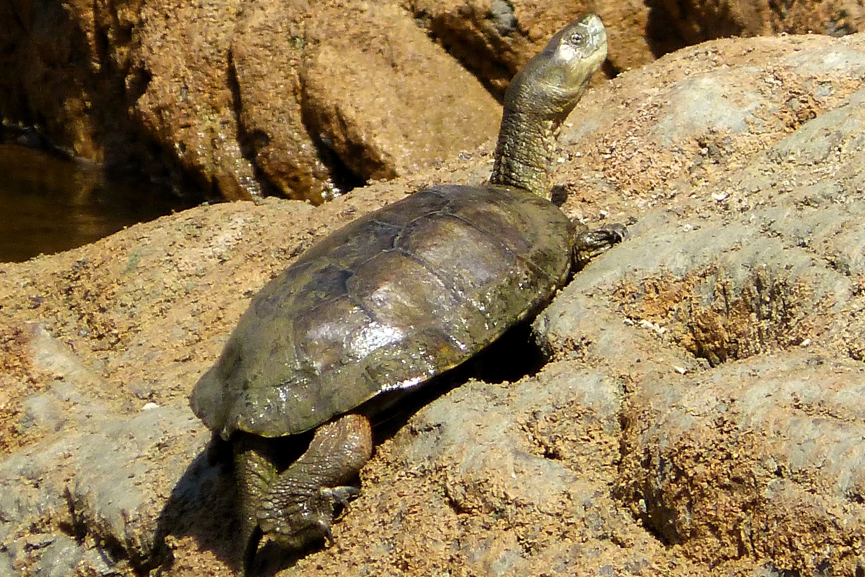 Thumbnail 4 Mauremys leprosa
