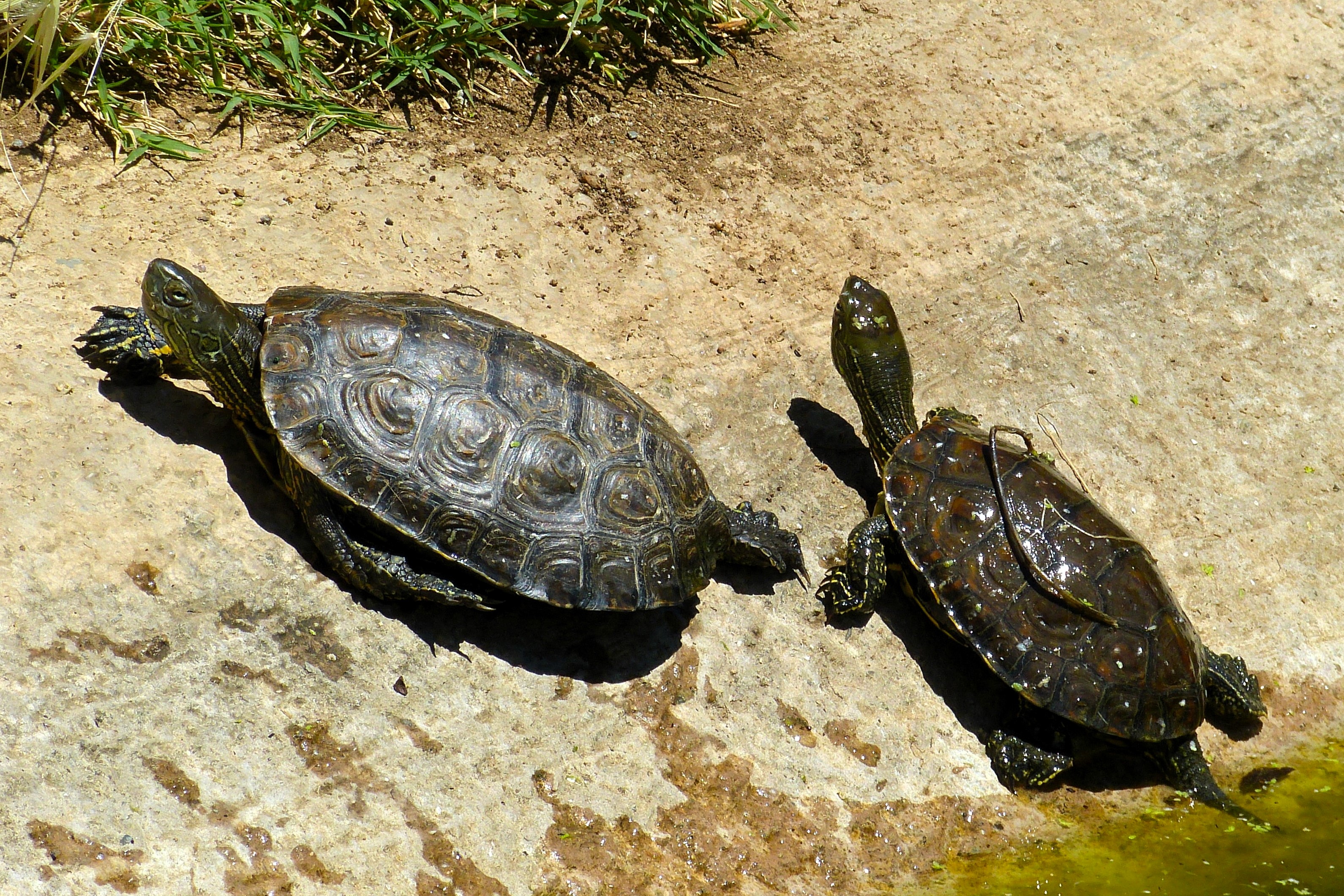 Thumbnail 7 Mauremys leprosa