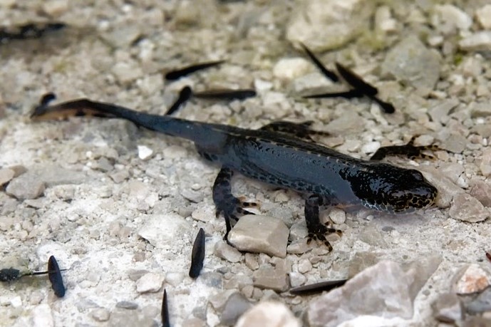 Mesotriton alpestris