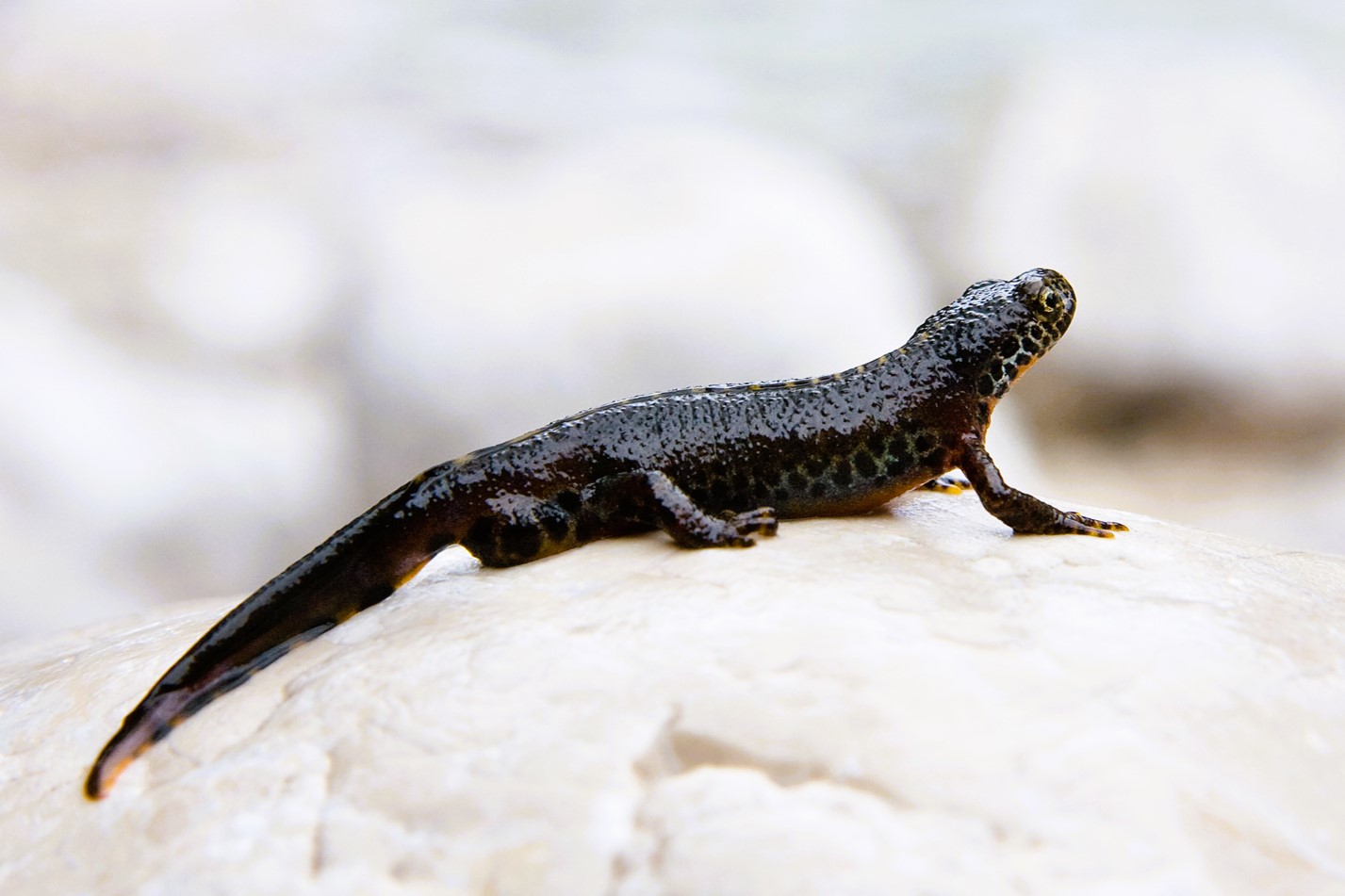 Thumbnail 3 Mesotriton alpestris