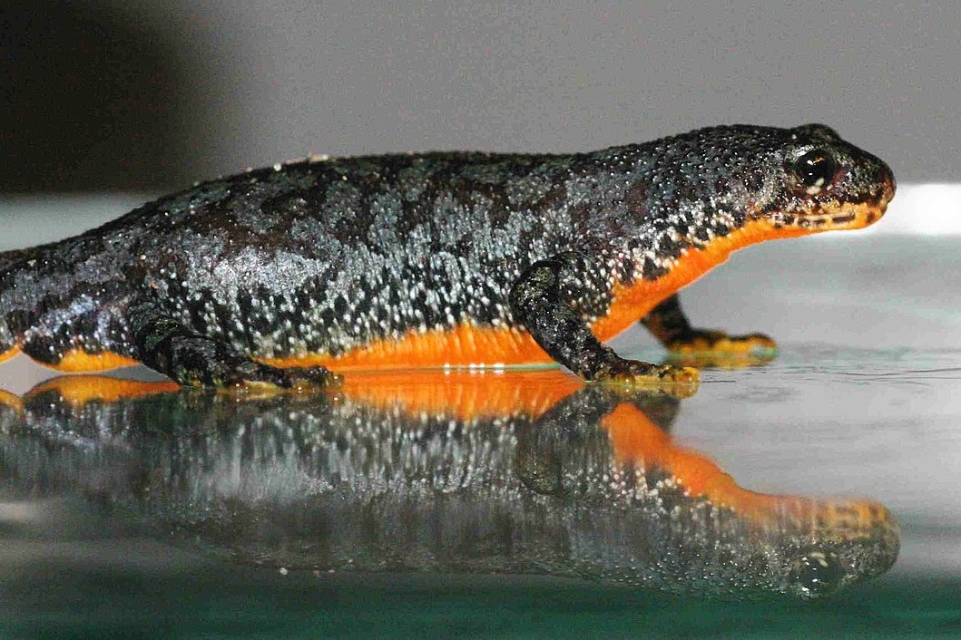 Thumbnail 4 Mesotriton alpestris