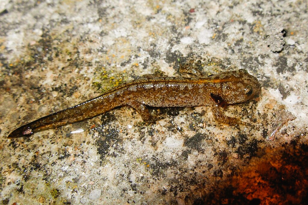 Thumbnail 6 Mesotriton alpestris