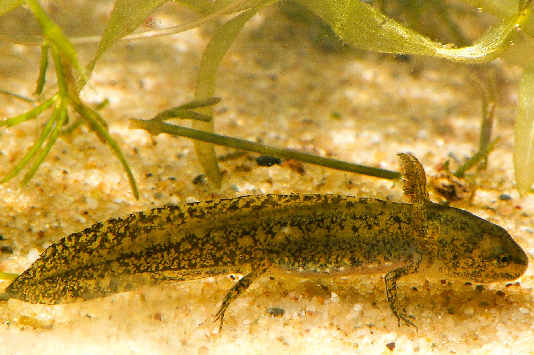 Thumbnail 7 Mesotriton alpestris