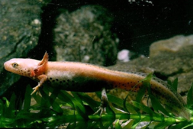 Thumbnail 8 Mesotriton alpestris