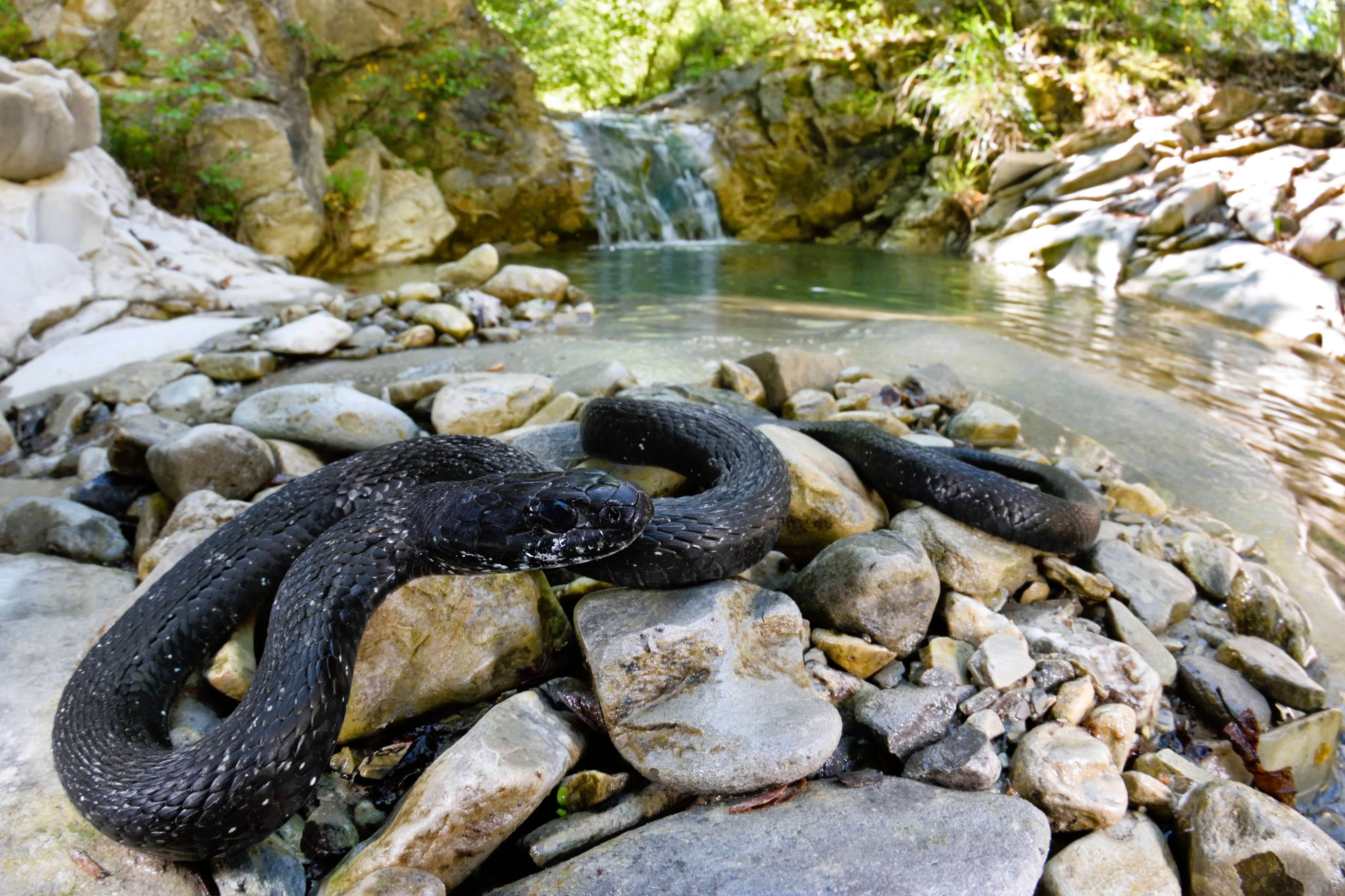 Thumbnail 4 Natrix helvetica