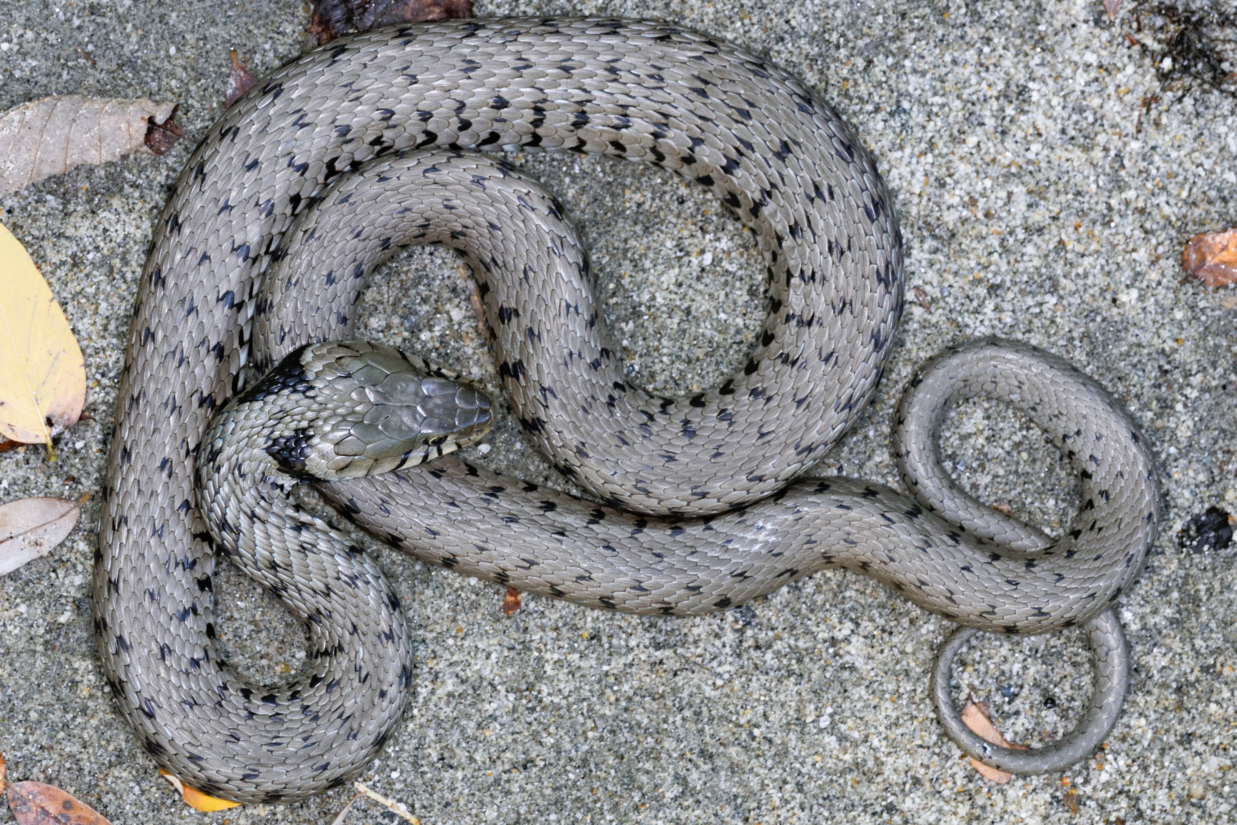 Thumbnail 9 Natrix helvetica