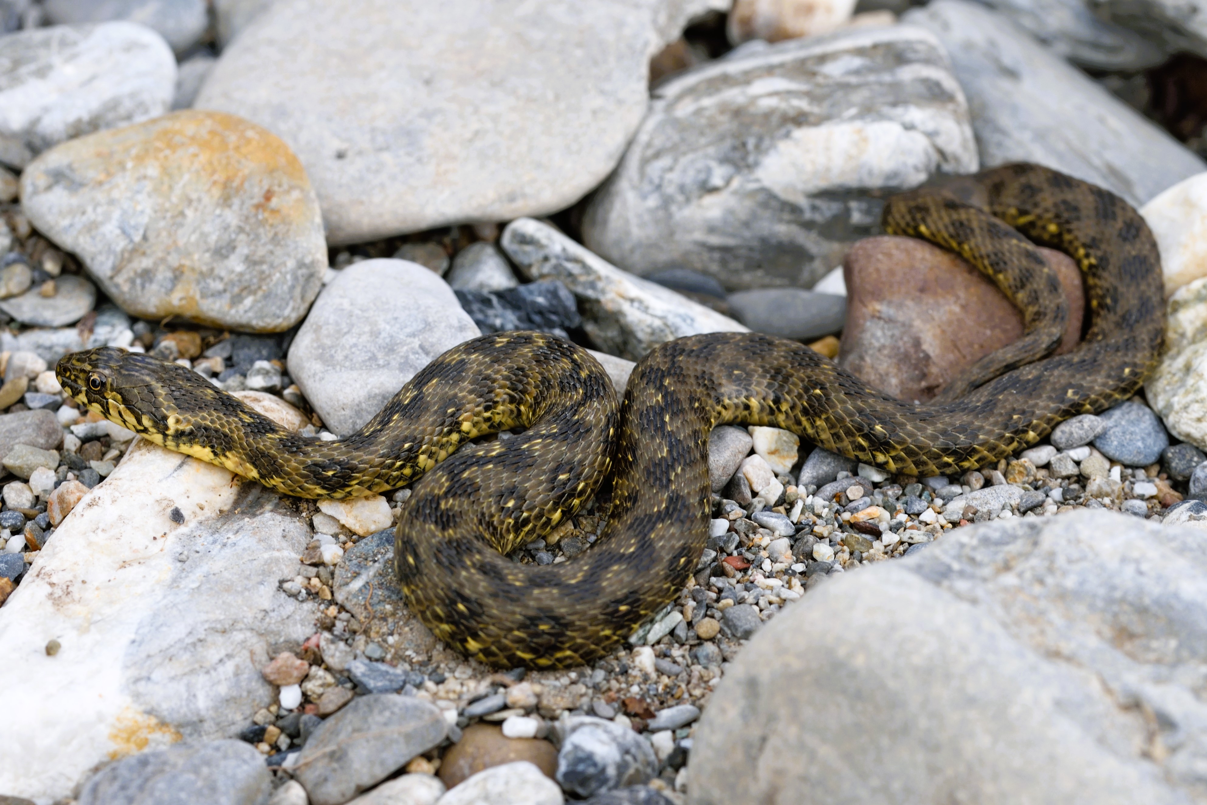 Thumbnail 3 Natrix maura