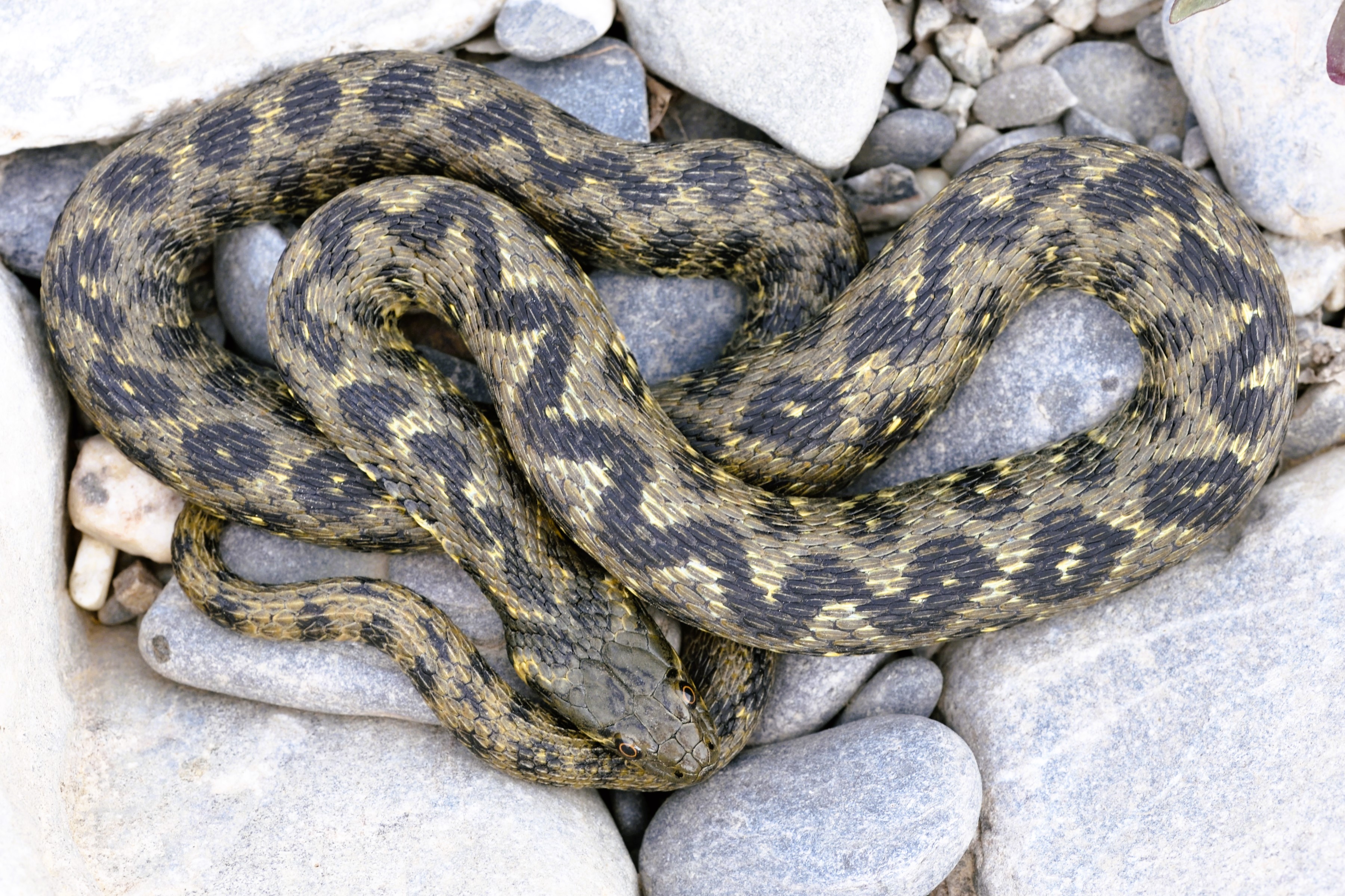 Thumbnail 4 Natrix maura