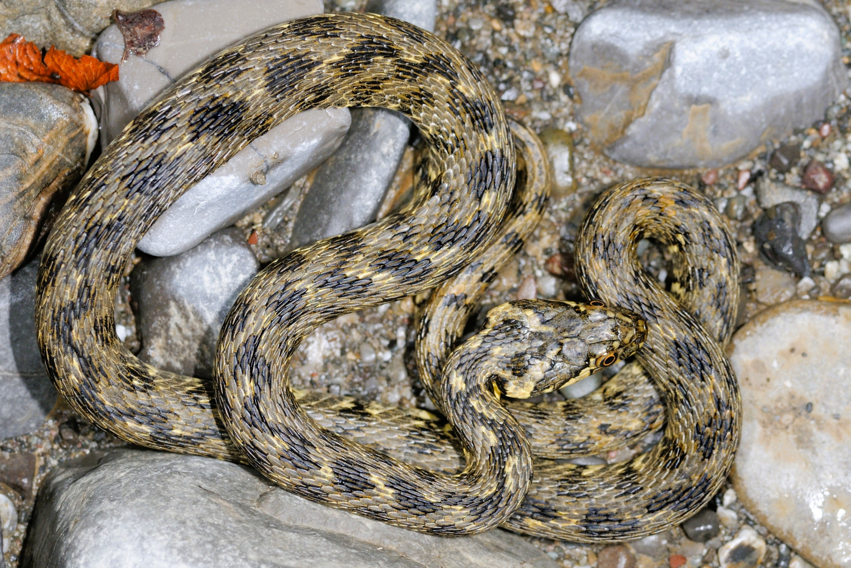 Thumbnail 6 Natrix maura