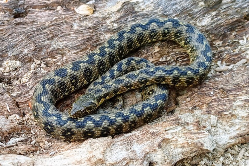 Thumbnail 10 Natrix maura