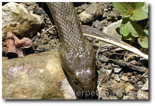 Thumbnail 4 Natrix tessellata