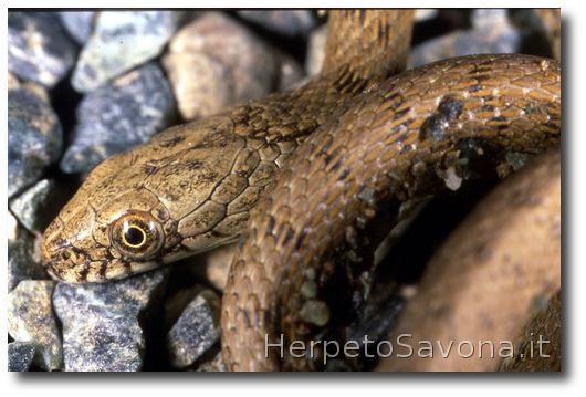 Thumbnail 7 Natrix tessellata