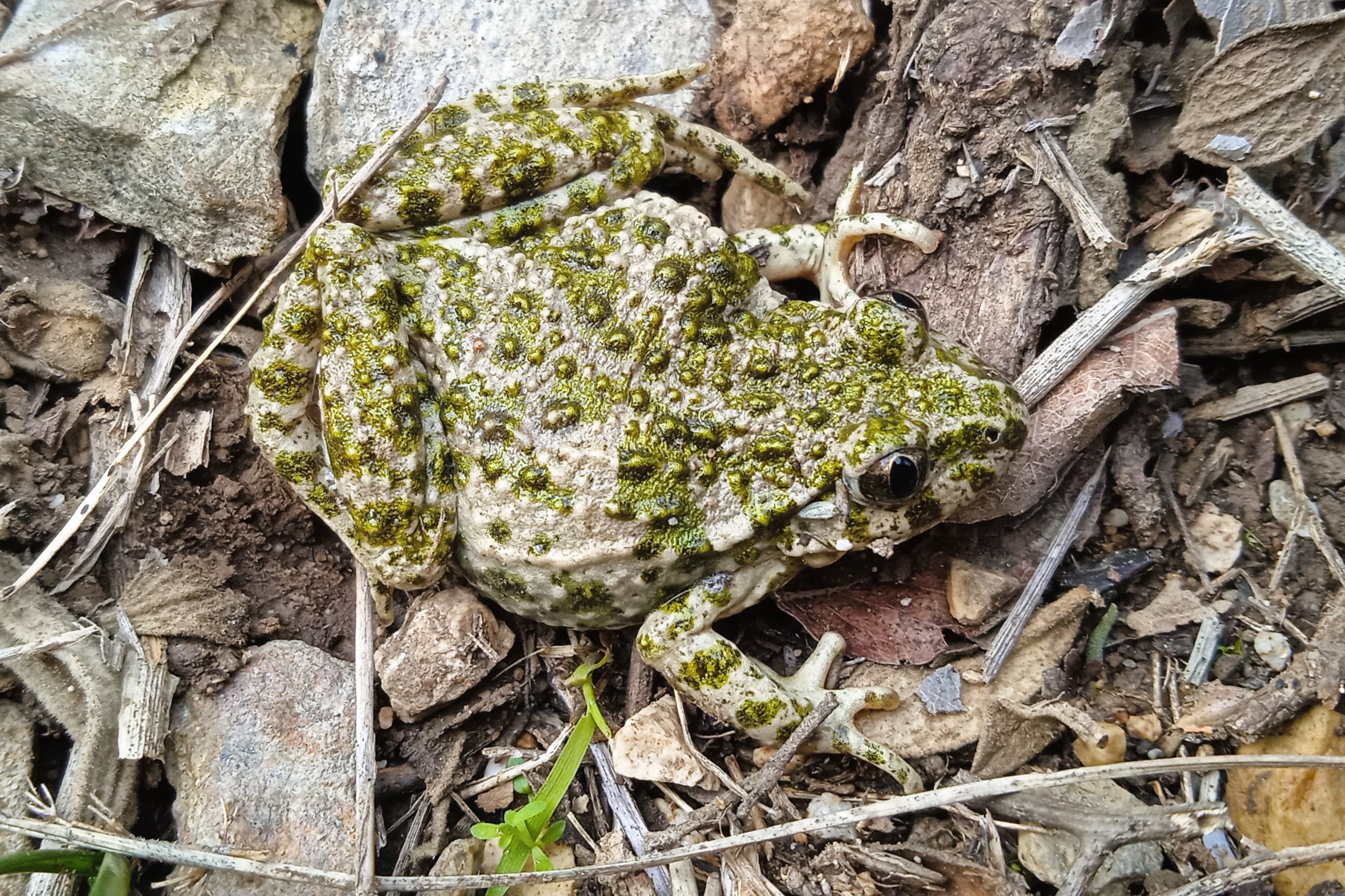 Thumbnail 6 Pelodytes punctatus