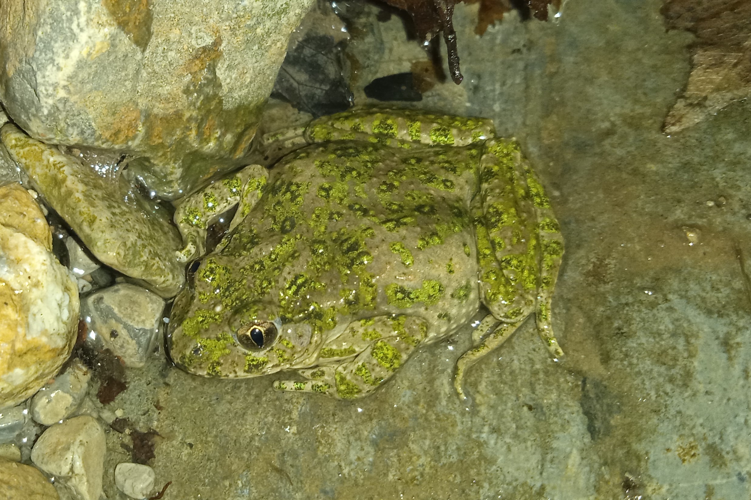 Thumbnail 10 Pelodytes punctatus