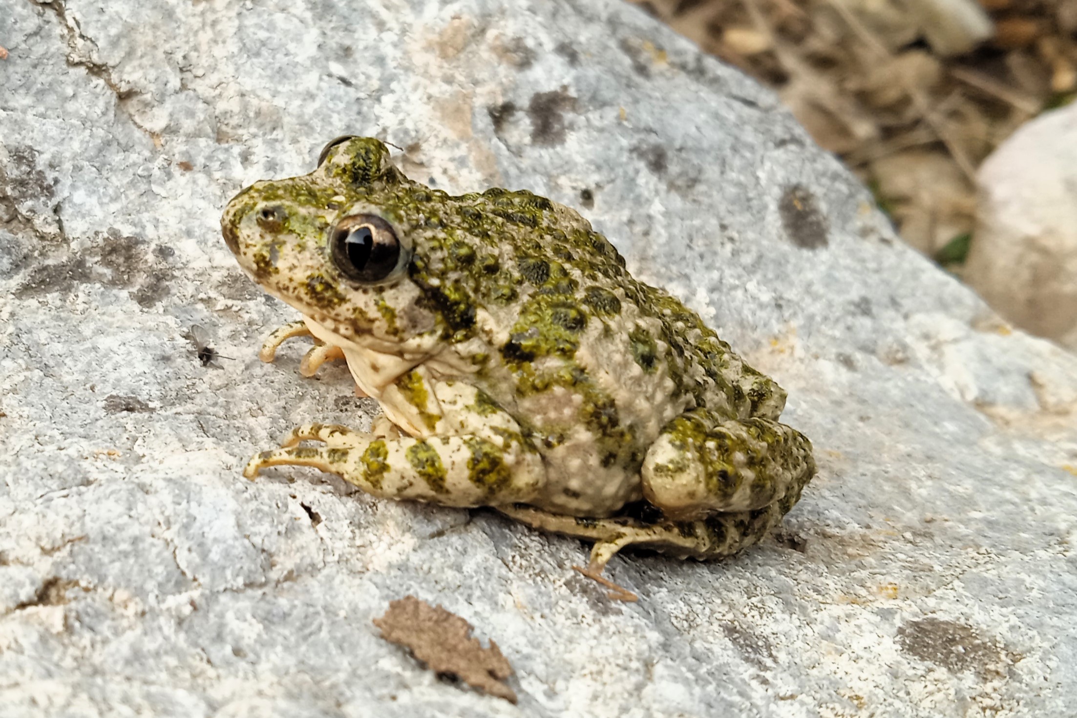 Thumbnail 11 Pelodytes punctatus