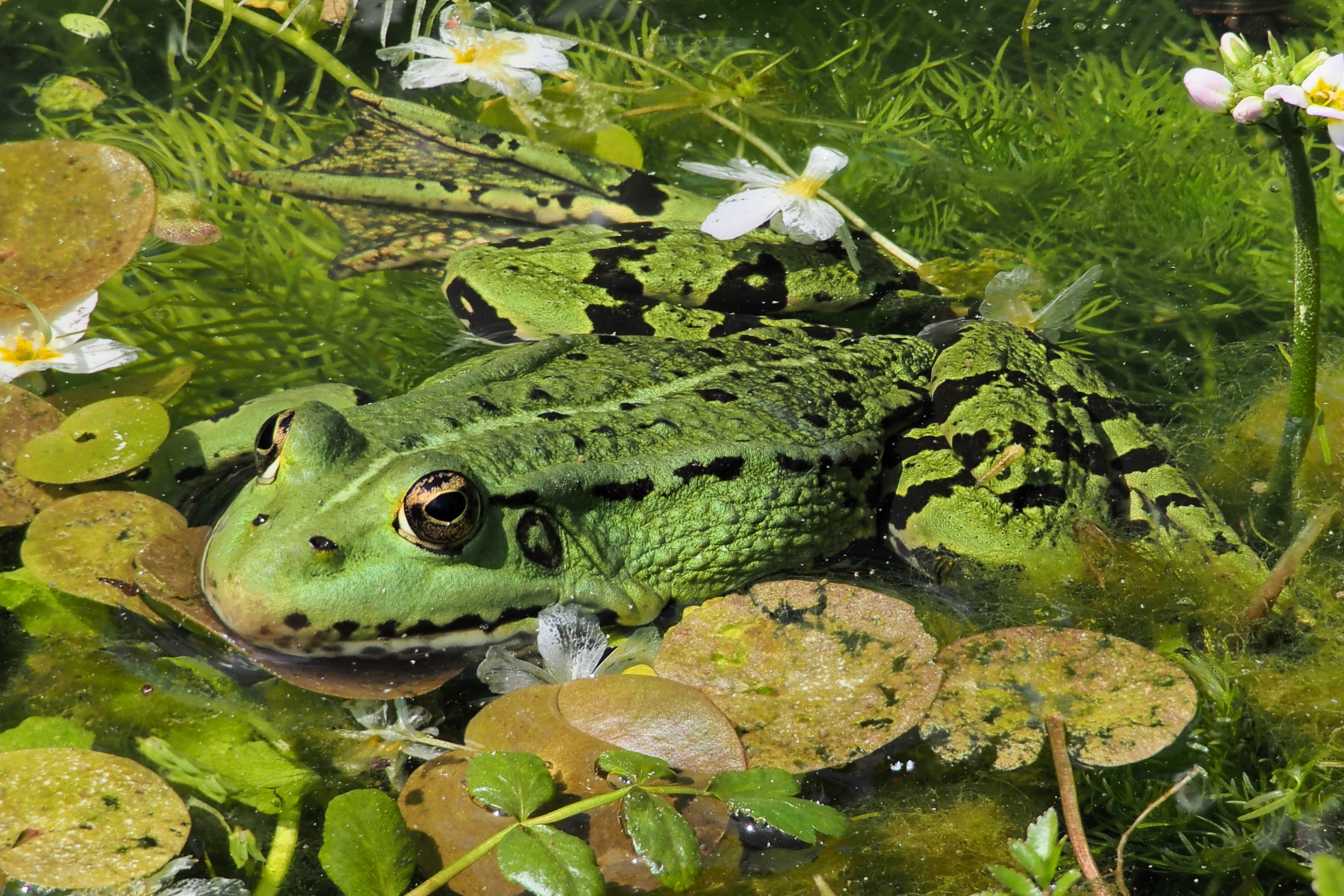 Thumbnail 3 Pelophylax kl. esculentus
