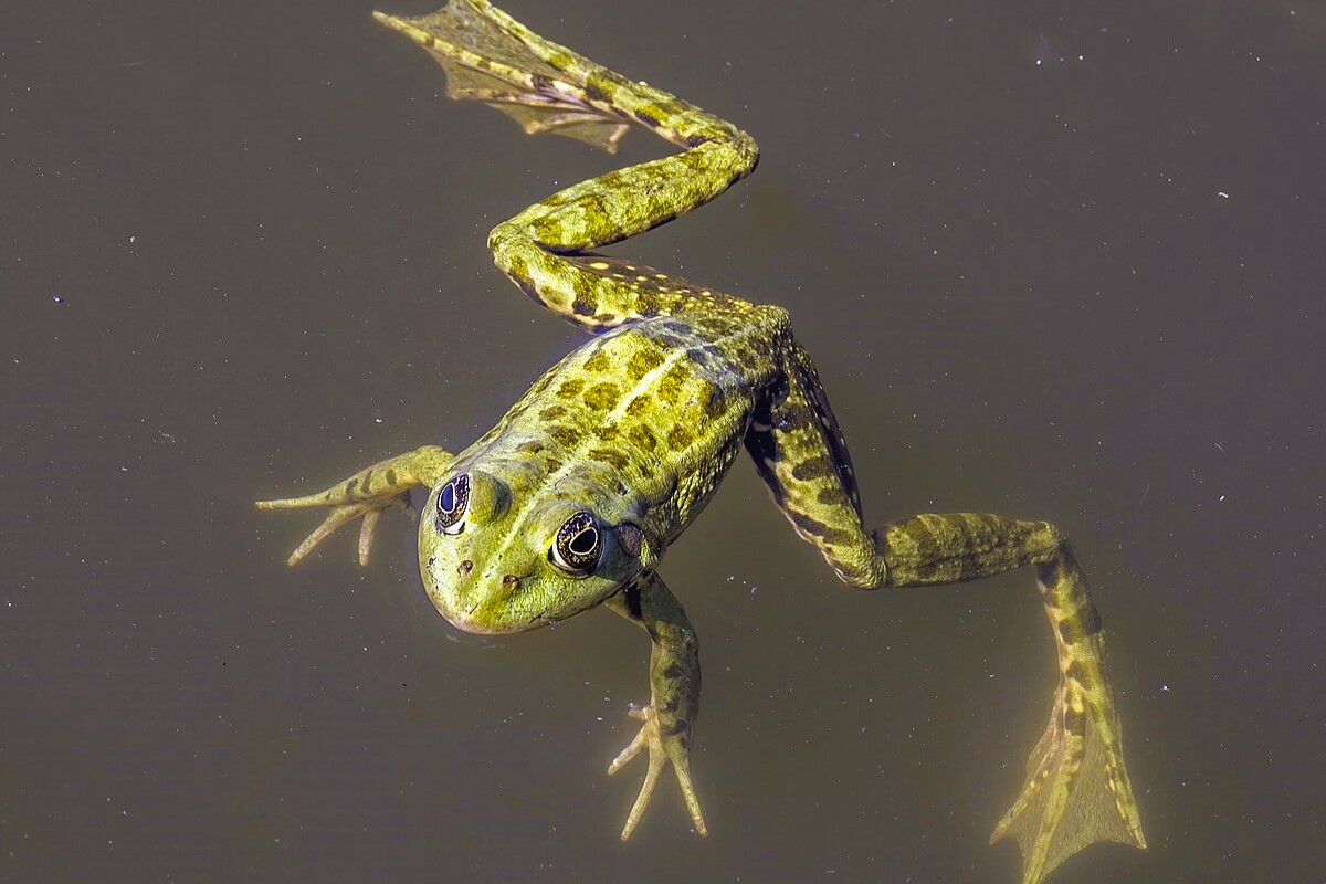 Thumbnail 4 Pelophylax kl. esculentus