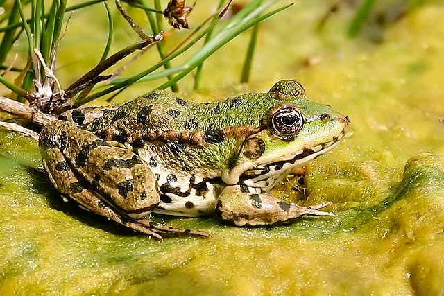 Thumbnail 6 Pelophylax kl. esculentus