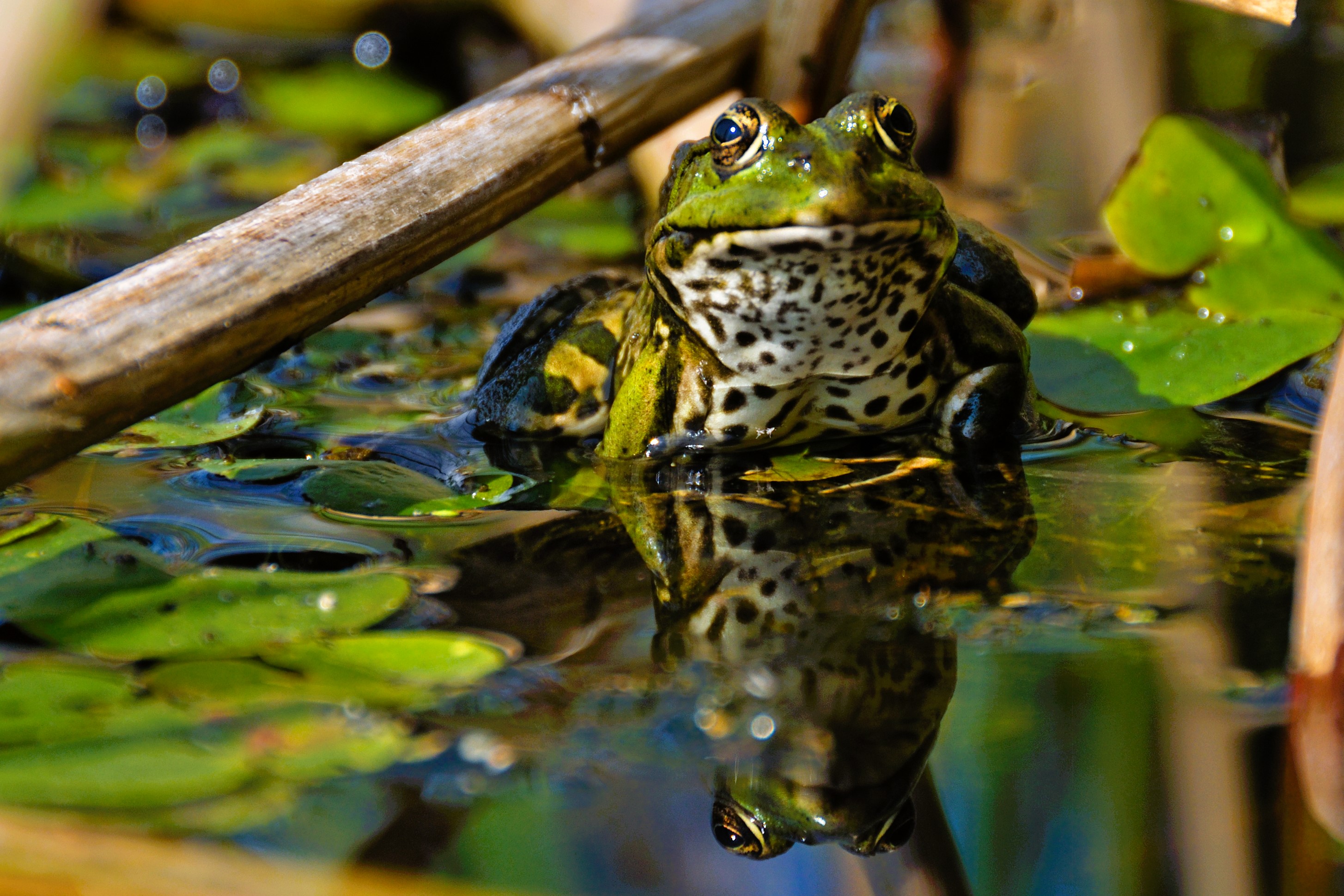 Thumbnail 7 Pelophylax kl. esculentus