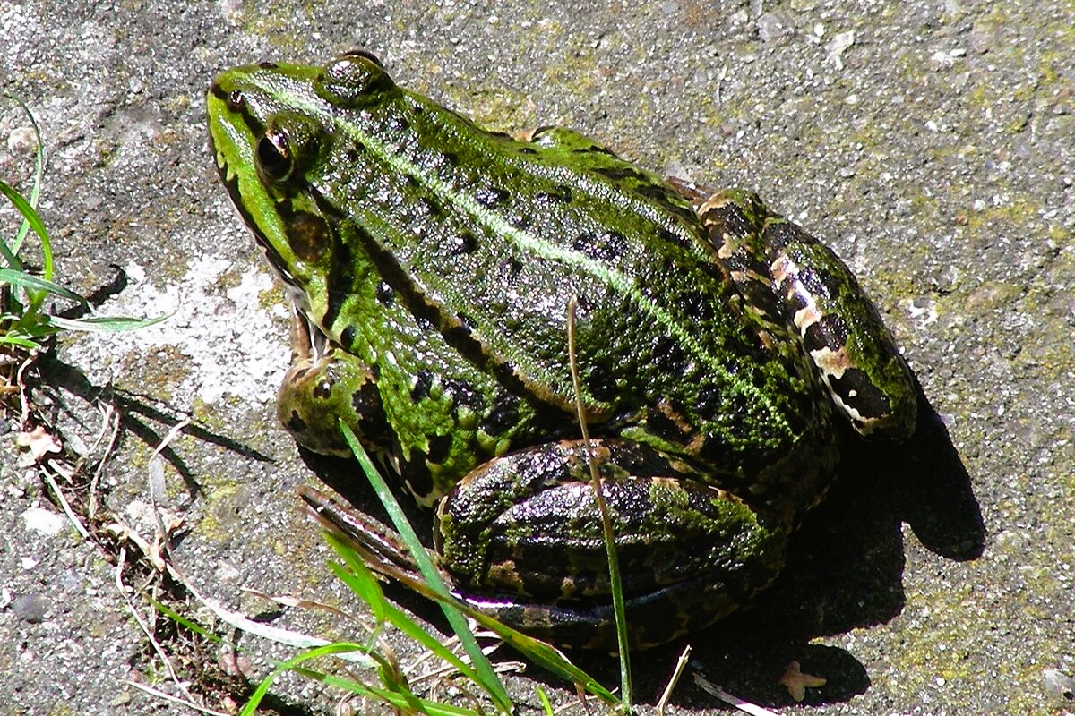 Thumbnail 9 Pelophylax kl. esculentus