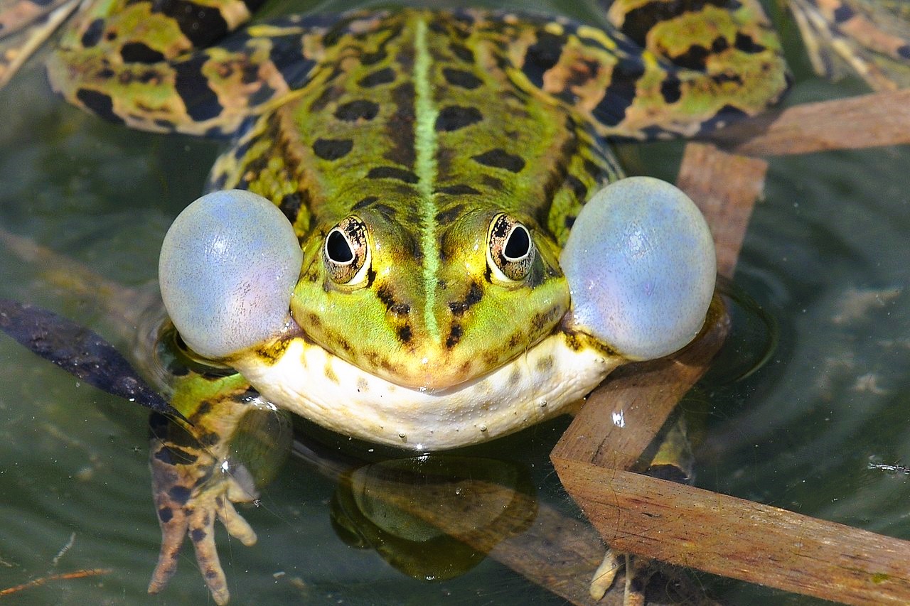 Thumbnail 10 Pelophylax kl. esculentus