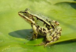 Pelophylax kl. esculentus