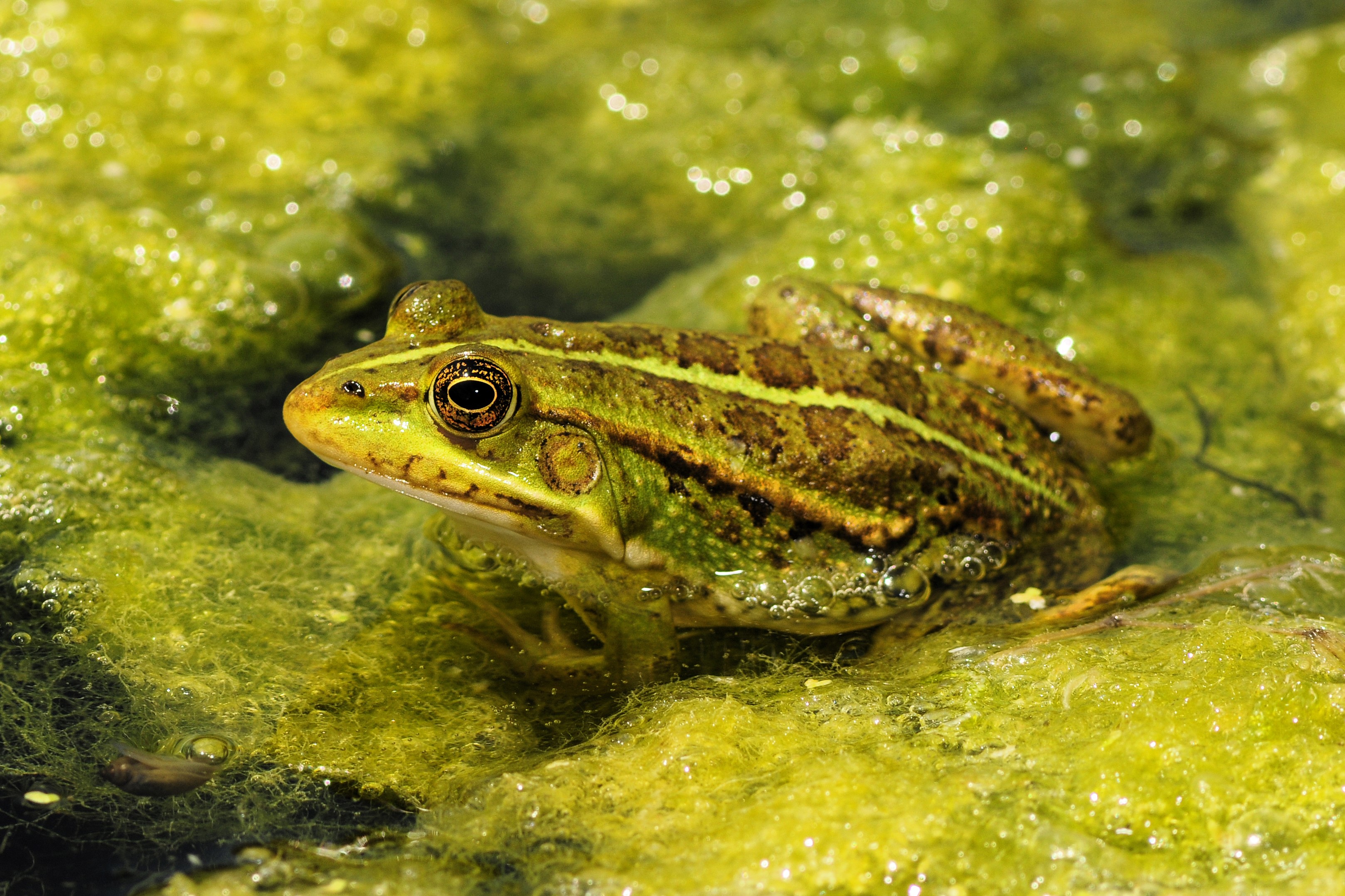Thumbnail 2 Pelophylax kurtmuelleri