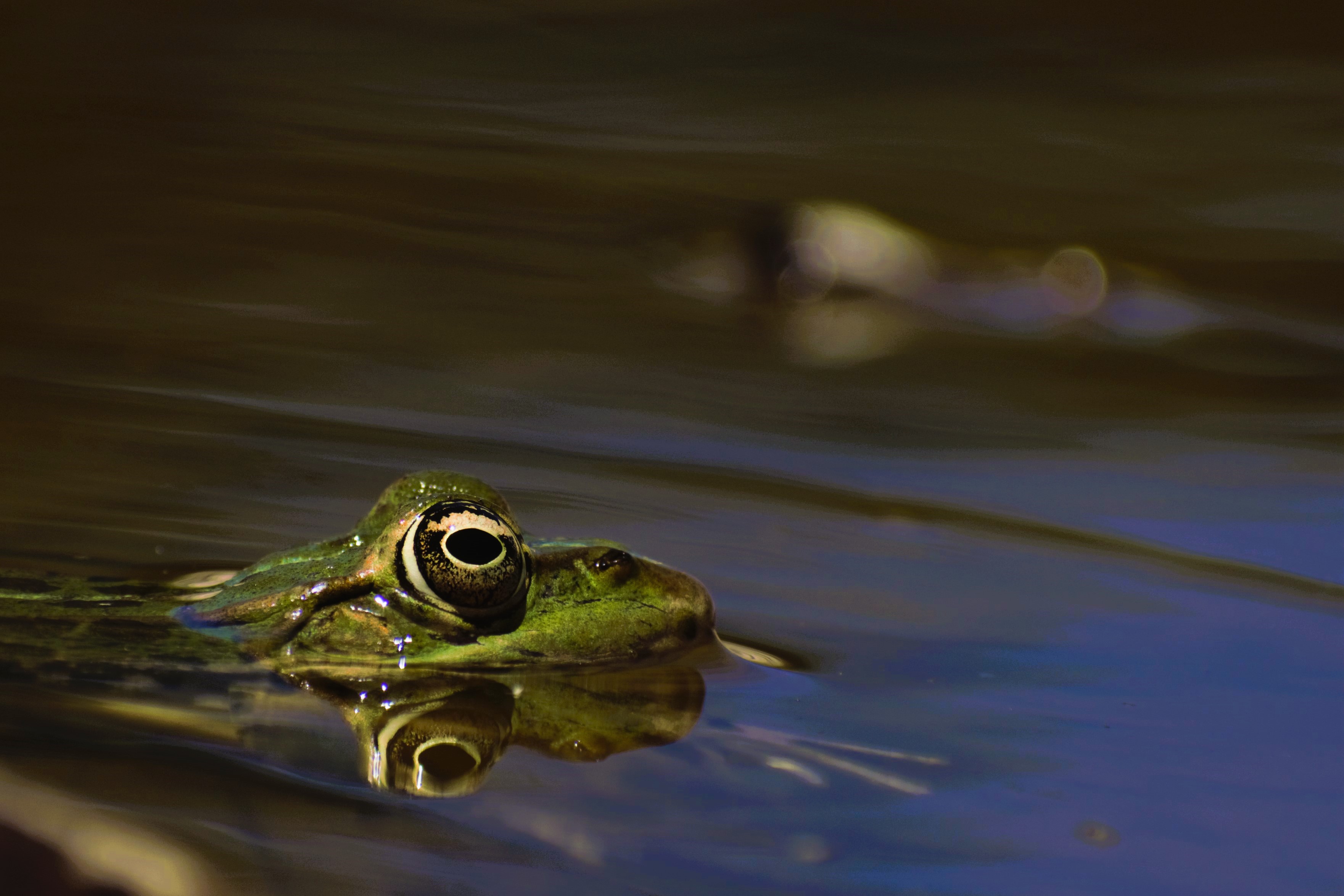 Thumbnail 3 Pelophylax kurtmuelleri