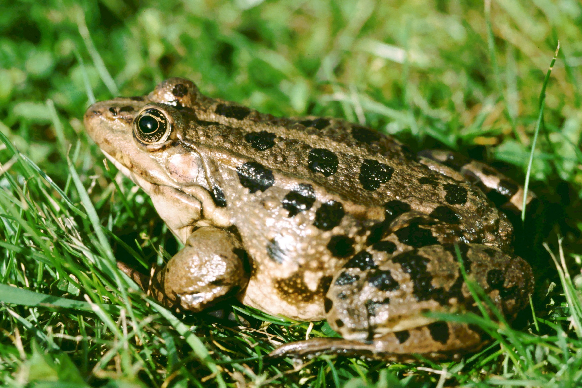 Thumbnail 4 Pelophylax kurtmuelleri