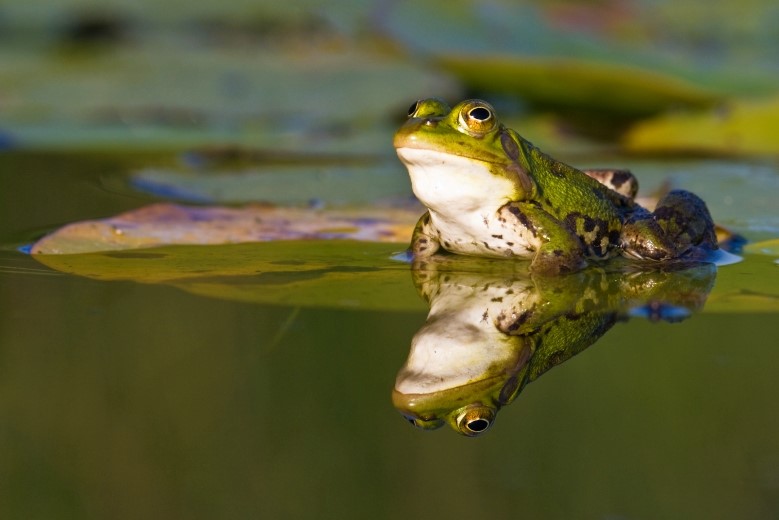 Thumbnail 5 Pelophylax lessonae