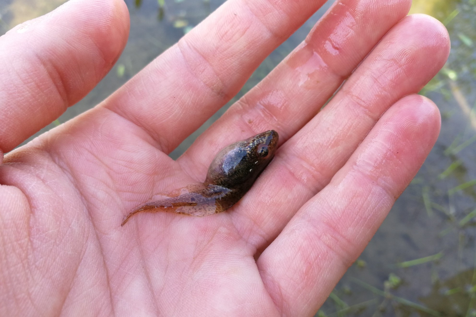 Thumbnail 6 Pelophylax lessonae