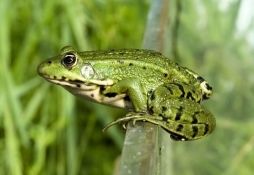 Pelophylax lessonae