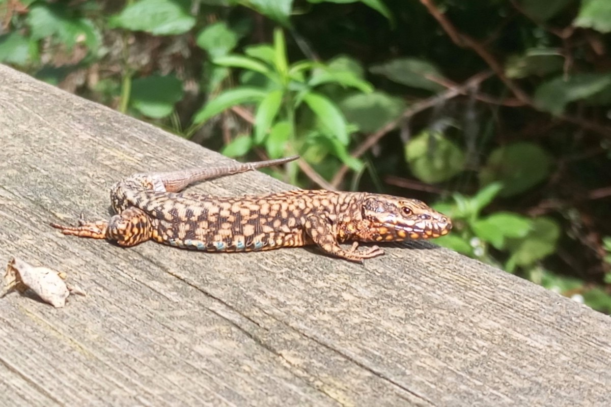 Thumbnail 3 Podarcis muralis