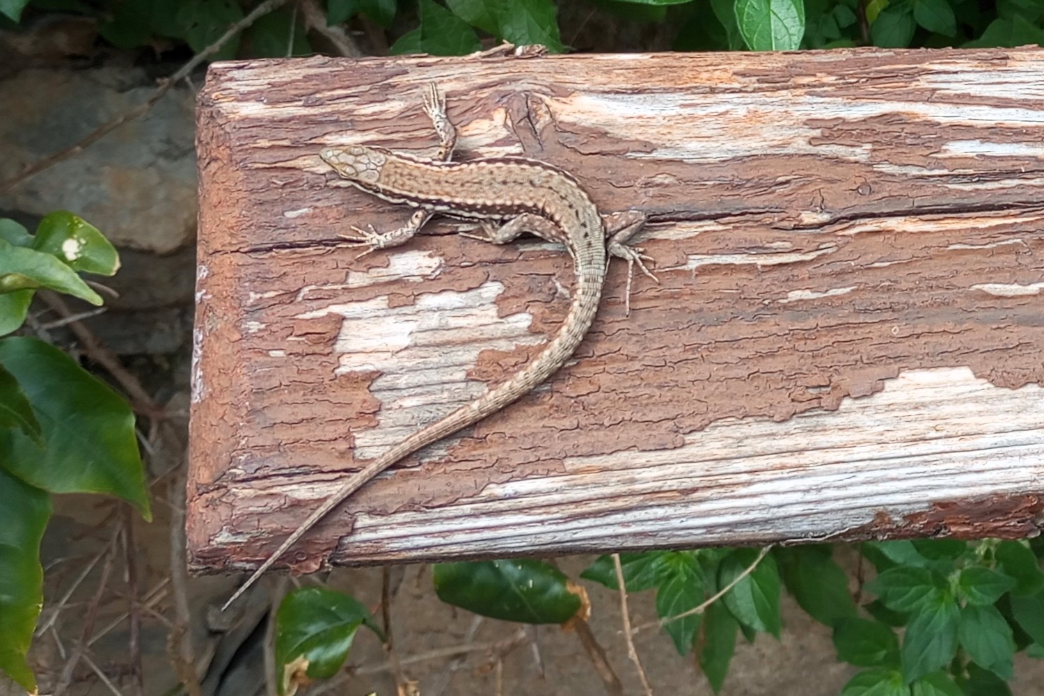 Thumbnail 5 Podarcis muralis