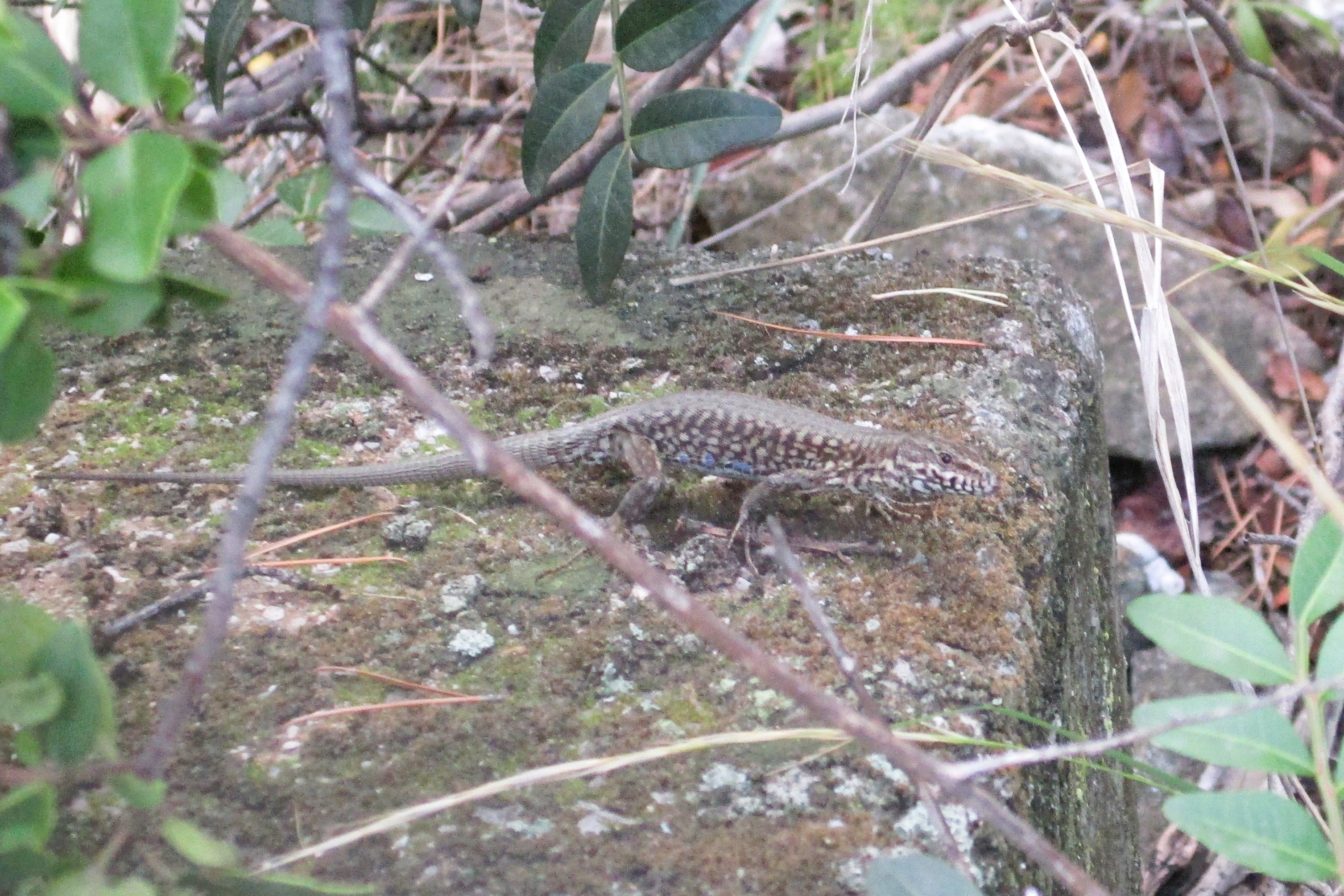 Thumbnail 7 Podarcis muralis