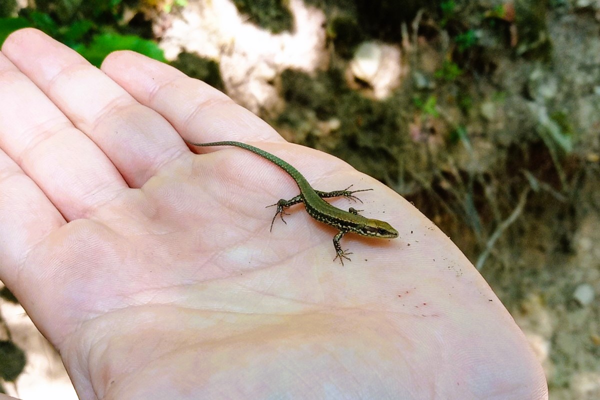 Thumbnail 9 Podarcis muralis