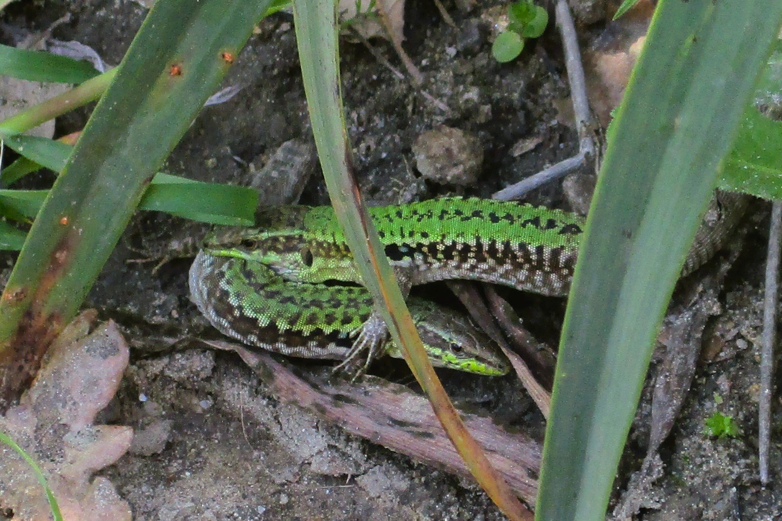 Thumbnail 2 Podarcis siculus