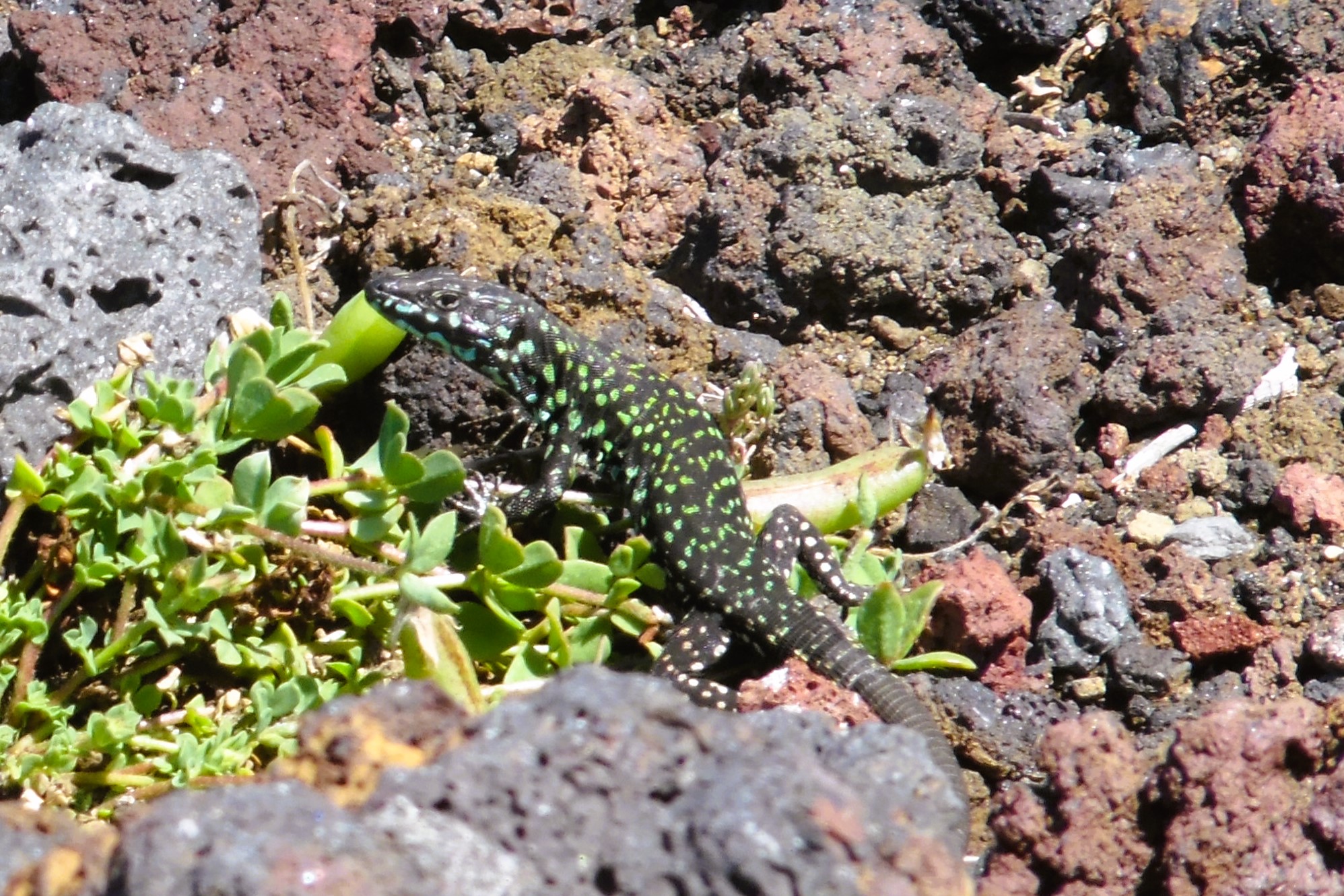 Thumbnail 8 Podarcis siculus