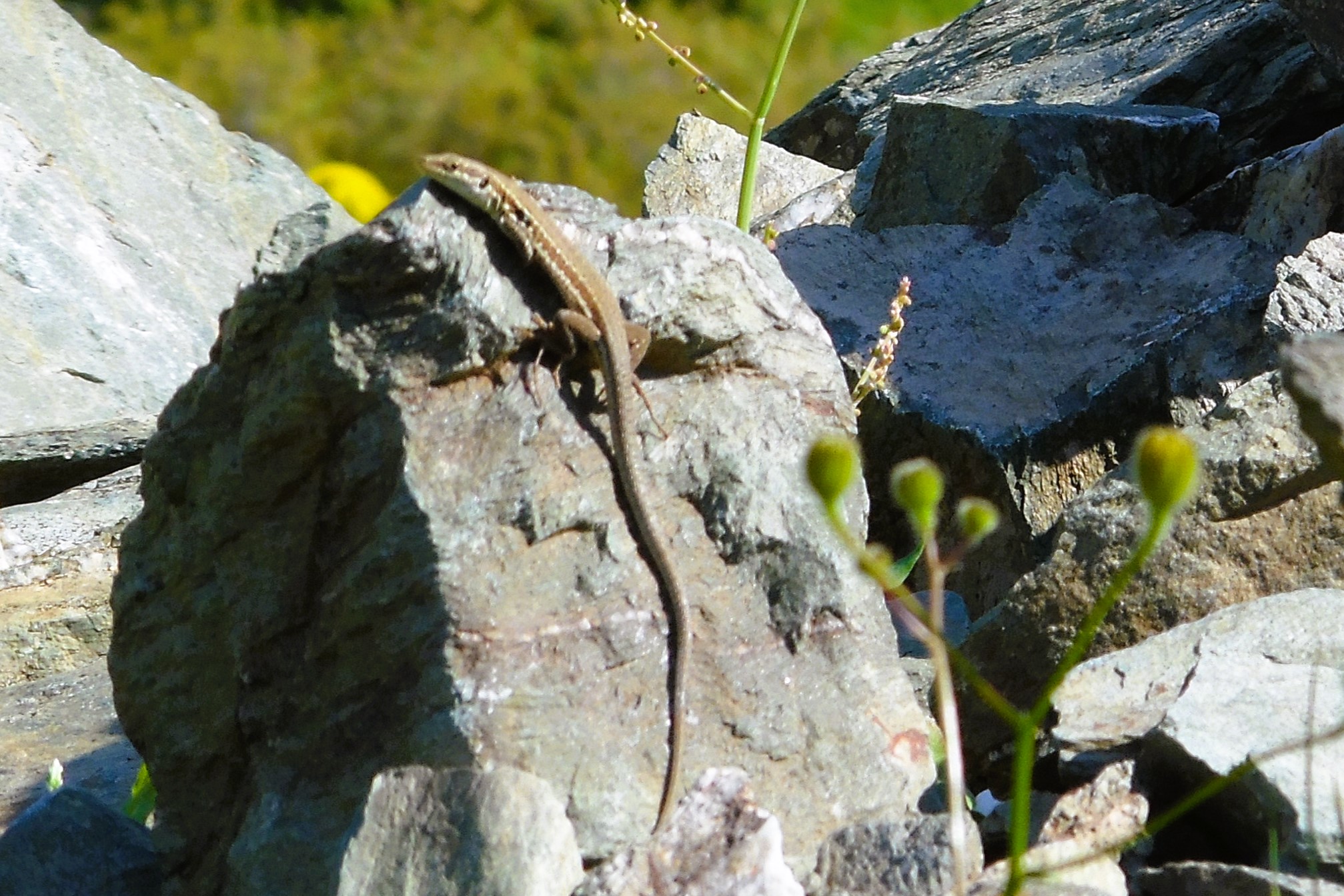 Thumbnail 10 Podarcis siculus