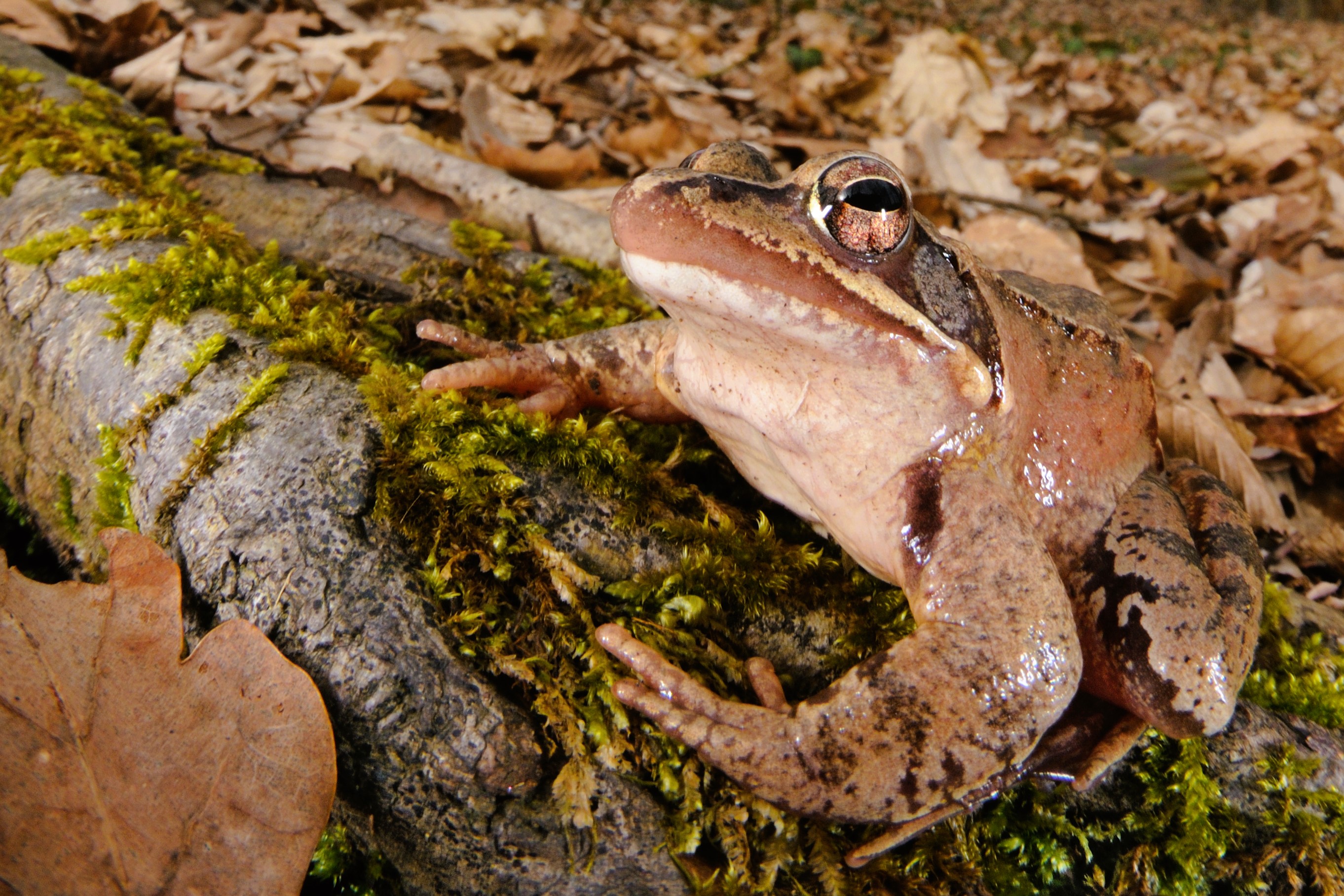 Thumbnail 3 Rana dalmatina