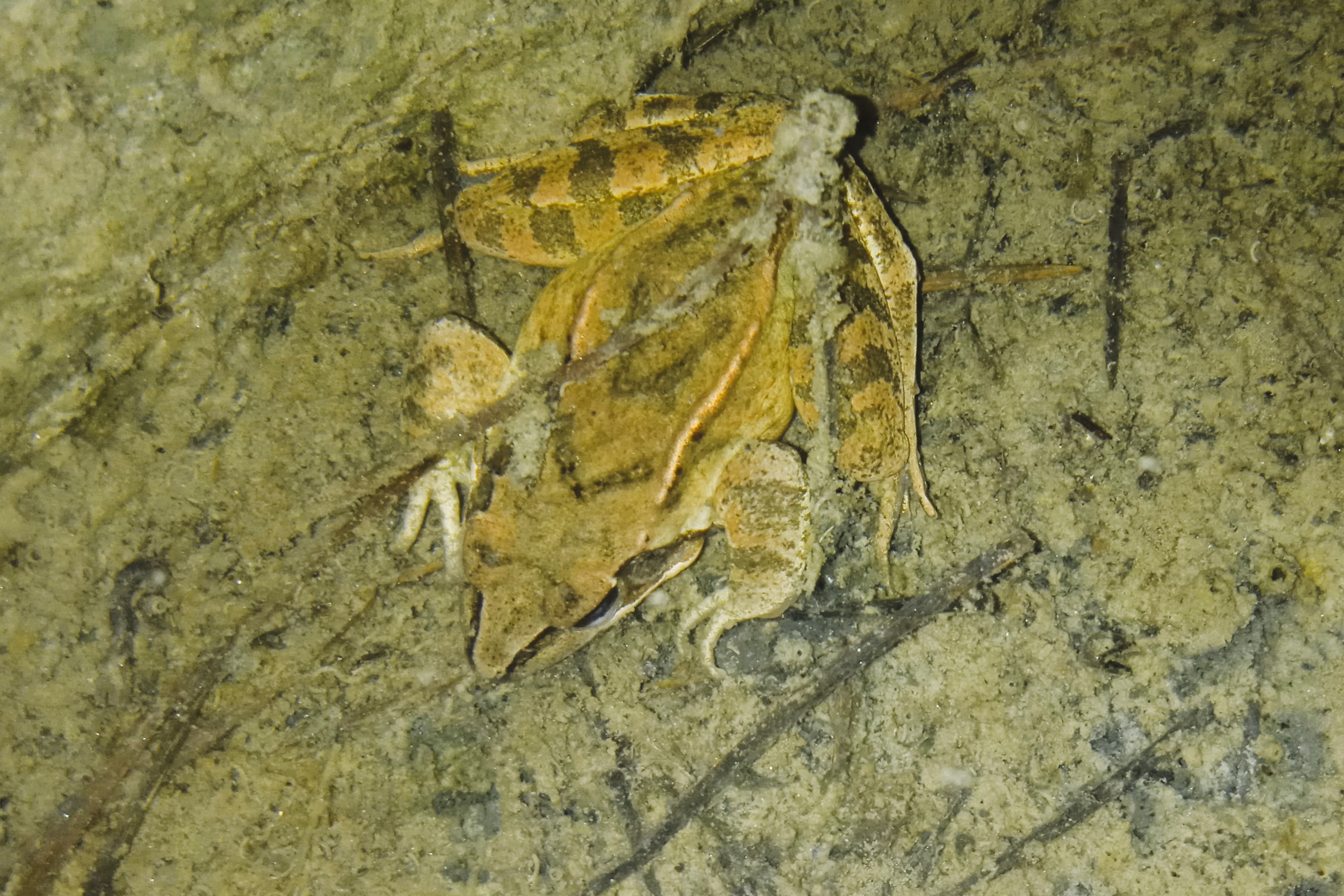 Thumbnail 4 Rana dalmatina