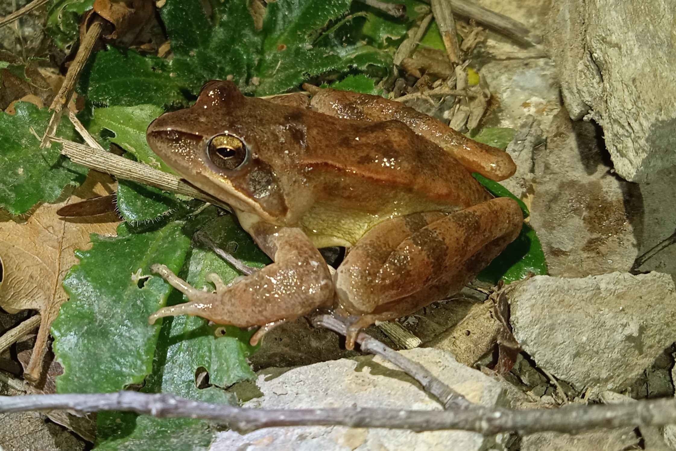 Thumbnail 6 Rana dalmatina