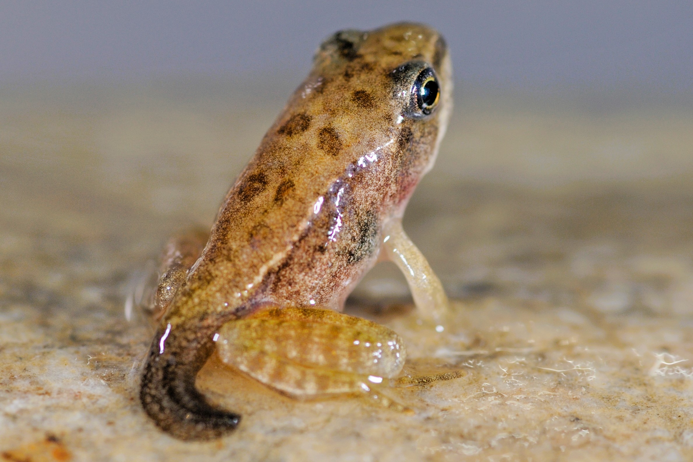 Thumbnail 7 Rana dalmatina