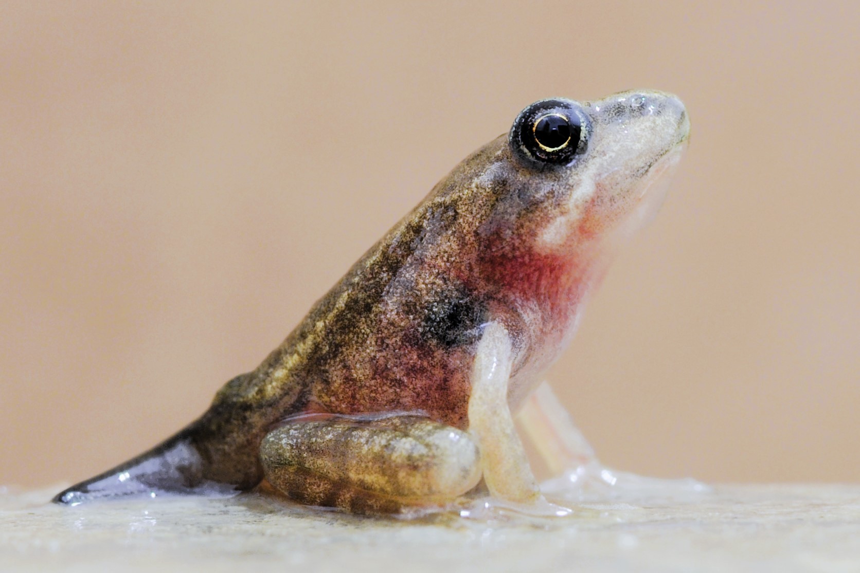 Thumbnail 8 Rana dalmatina