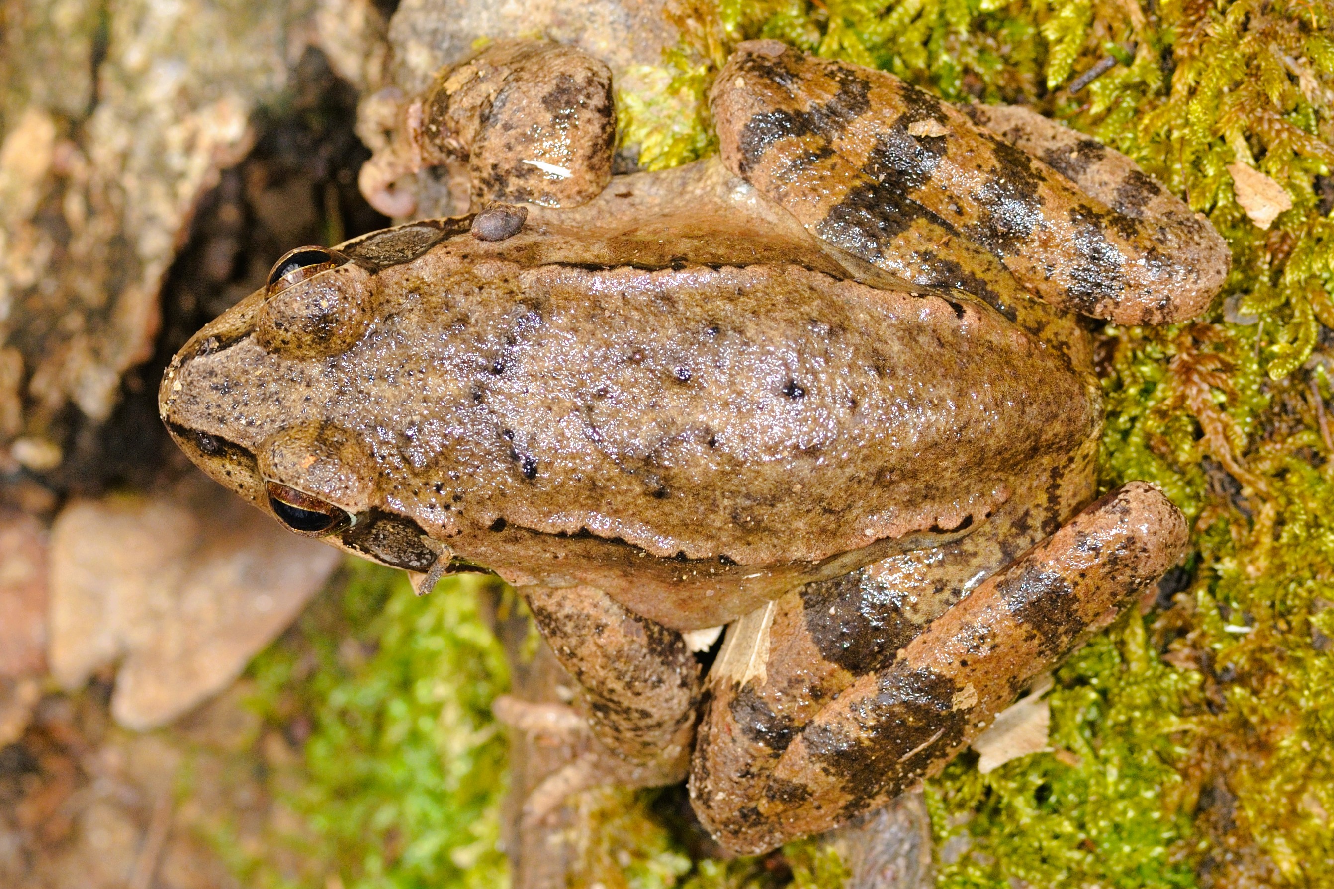 Thumbnail 9 Rana dalmatina