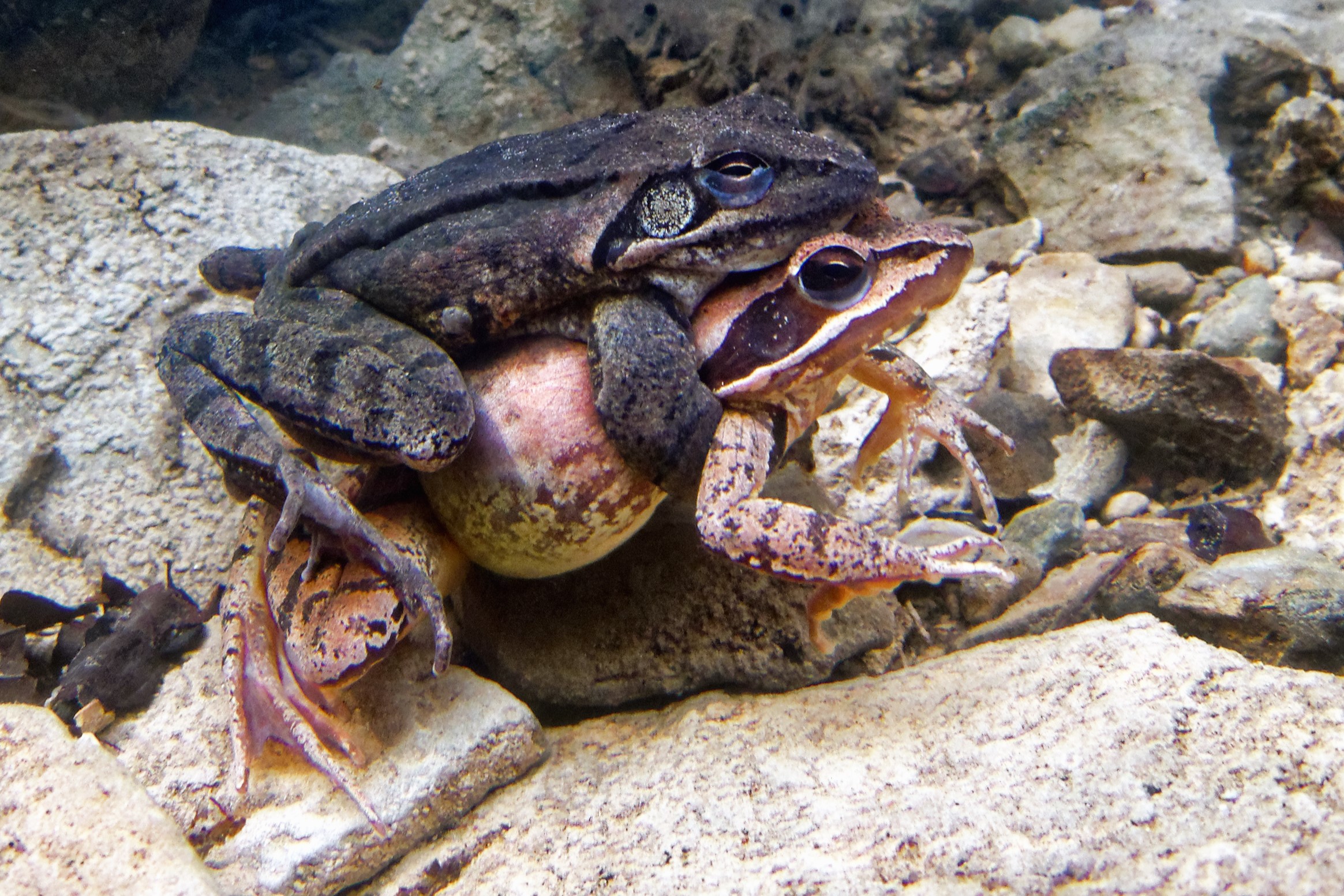 Thumbnail 11 Rana dalmatina